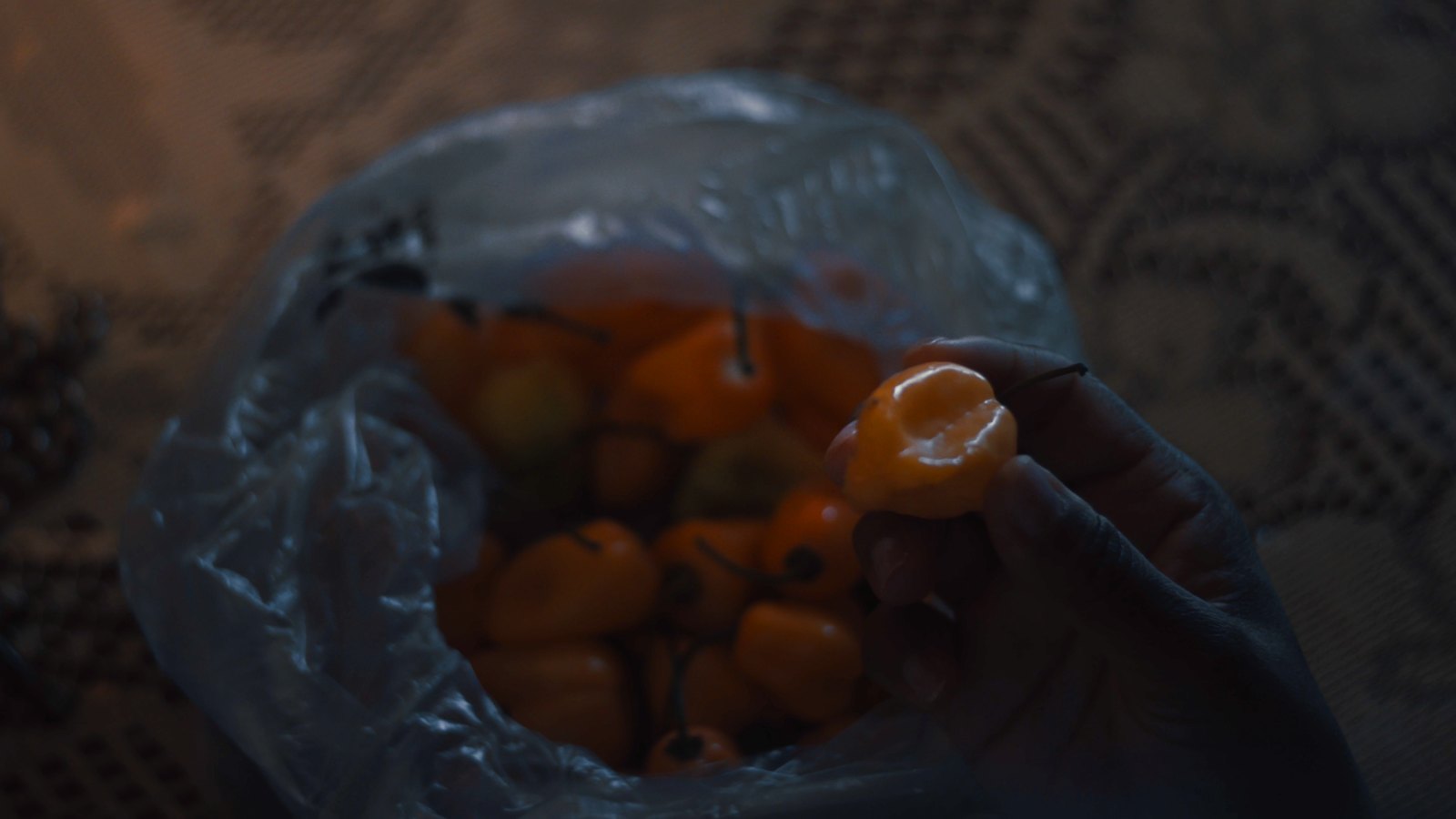 A hand taking a habanero pepper from a plastic bag full of them
